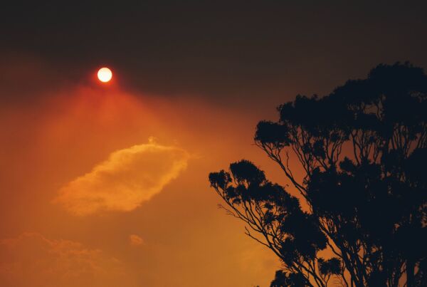 Orange sky and sun due to bushfire smoke, eucalyptus tree on the side of the frame