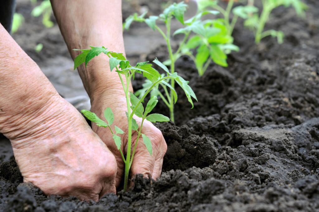 Plant seedlings being put into soil