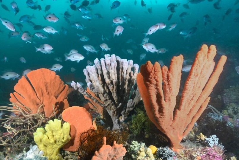 Undersea coral with schools of fish swimming