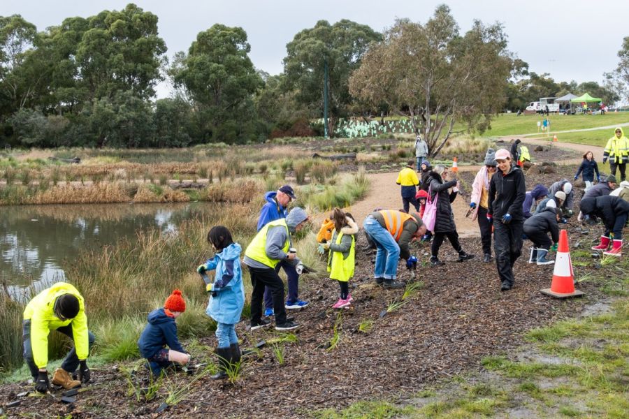 Families planting plants around a small lake
