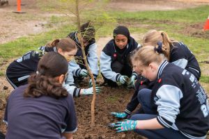 A group of students knelling on the ground planting a tree