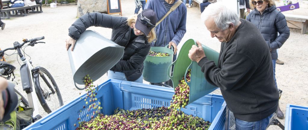 People pouring buckets of olives into a blue plastic crate