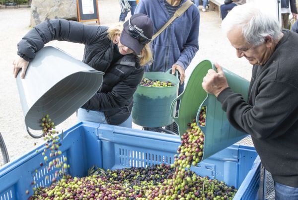 People pouring buckets of olives into a blue plastic crate