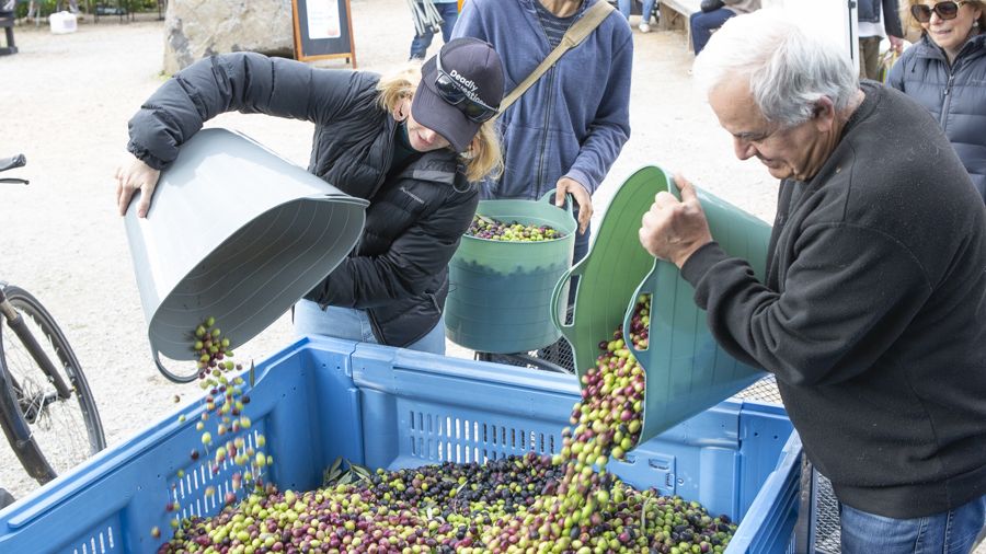 People pouring buckets of olives into a blue plastic crate